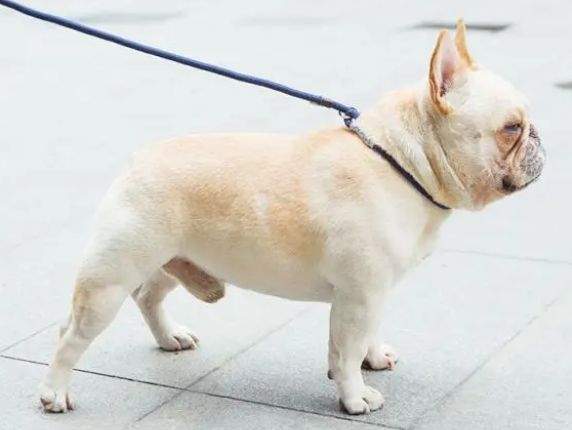 只要选对牵引绳,狗狗不用训也很听话 只要选对牵引绳,狗狗不用训也很听话