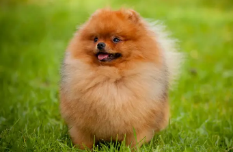 和柯基很像的土狗，快来了解一下吧~