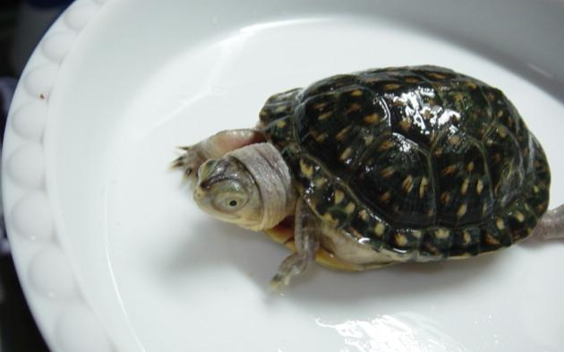 流星泽龟是什么属？不清楚的来这看看！