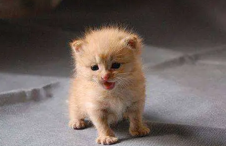 一个月小猫可以吃猫罐头吗，为什么？