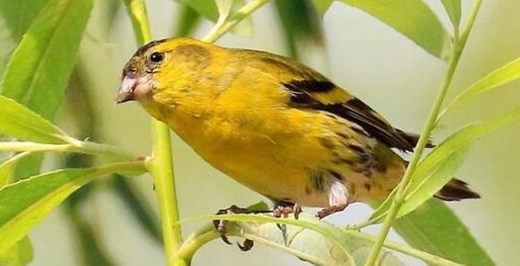 黄雀鸟能吃黄瓜吗？看完这些你就明白了