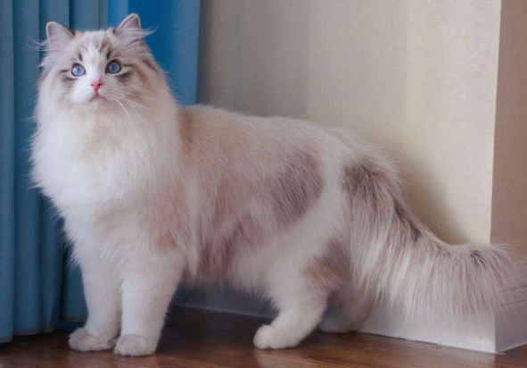 布偶猫白耳遗传的几率？原来这么高