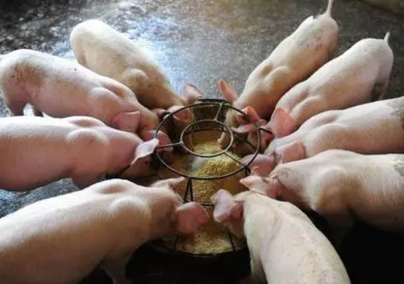 兽药知识|氟苯尼考在猪病临床上的应用药理 兽药知识|氟苯尼考在猪病临床上的应用药理