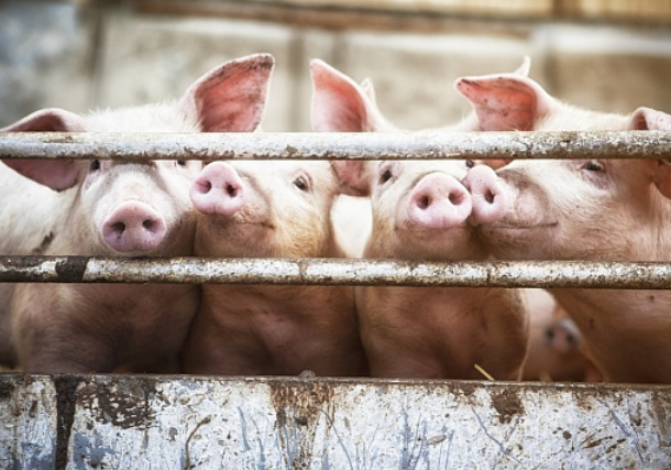 盐酸林可霉素的兽医临床使用和配伍 盐酸林可霉素的兽医临床使用和配伍