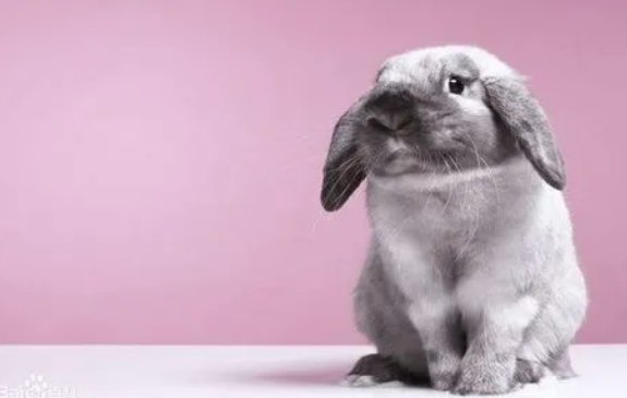 法国垂耳兔耳朵可以抓吗？不可以哦