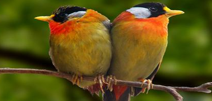 笼养鸟饲料的种类及怎样选择笼养鸟饲料? 笼养鸟饲料的种类及怎样选择笼养鸟饲料?