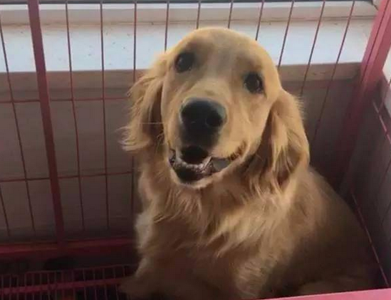 狗子可以吃柚子吗，我来告诉你！