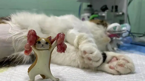 母猫绝育的坏处，你们知道吗？