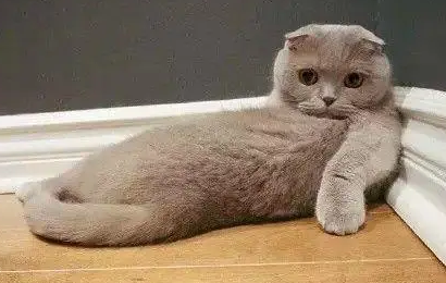 萌宠小知识：折耳猫有哪些品种？