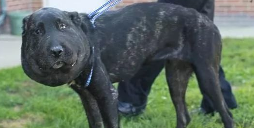 给猫咪狗狗脖子上佩戴项圈，到底是爱还是害？