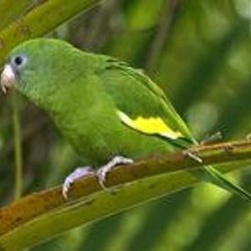 非常容易饲养的黄翅鹦鹉你心动了吗 非常容易饲养的黄翅鹦鹉你心动了吗