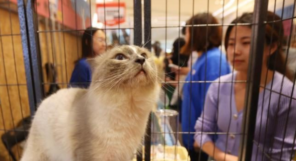 事无巨细精致养宠 宠物经济走向纵深