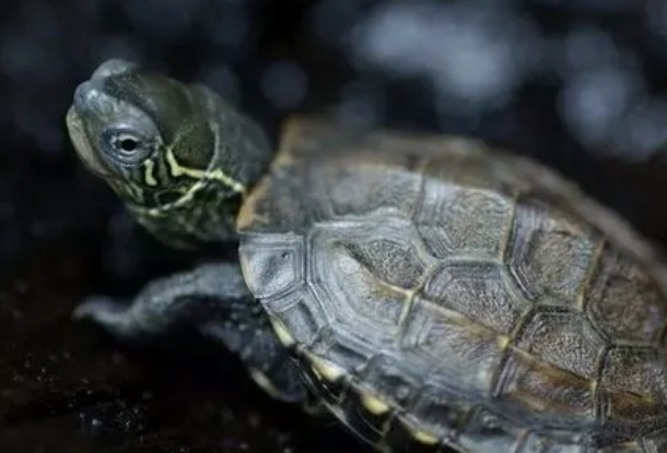 草龟多大可以冬眠？来了解下吧
