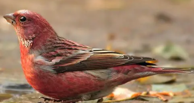 北朱雀可以饲养吗？想养的人看过来