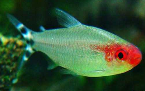 红鼻剪刀和什么鱼混养好？养鱼小白快来了解一下吧！