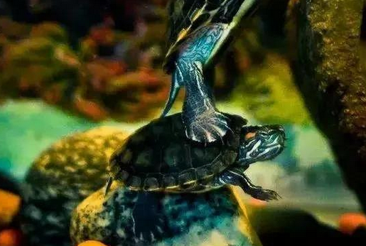 每日一问，巴西龟可以和什么龟混养？