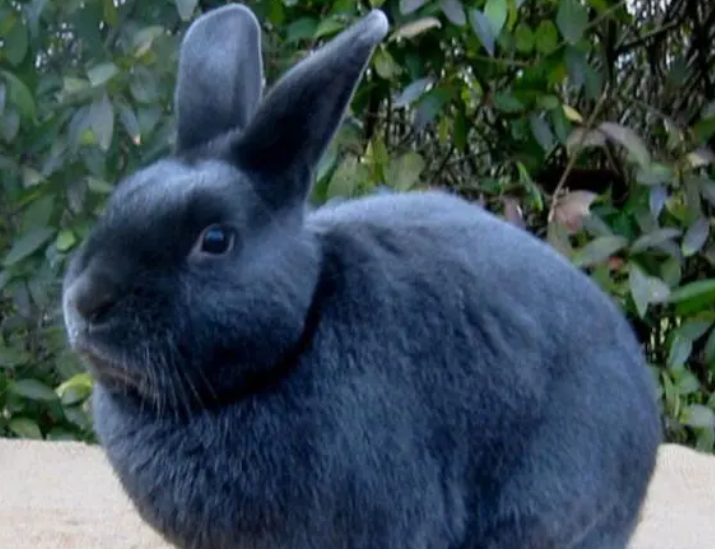 哈瓦那兔怕狗和猫吗？来看看这篇文章吧