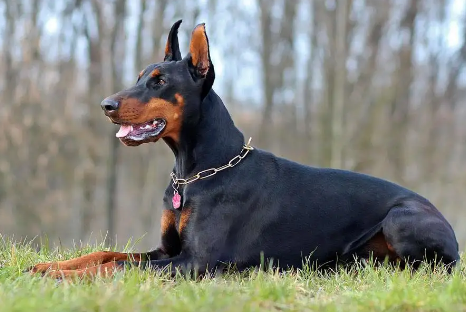 杜宾犬剪耳之前要知道的事项有哪些?一起来看看吧! 杜宾犬剪耳之前要知道的事项有哪些?一起来看看吧!