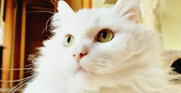 挑选猫抓板也有学问，这几点是关键