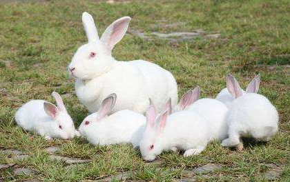 伊拉兔品种详解，不知道的就来看看