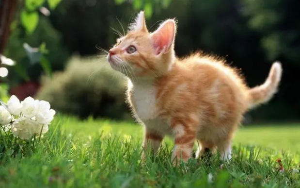 纠结该不该给猫用益生菌吗？益生菌有什么好处呢？应该怎么用