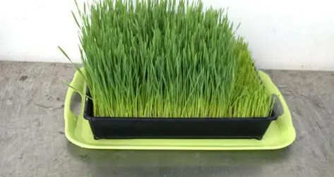 猫草什么？可以自己种吗