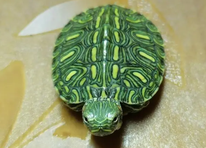 龟类小知识：格兰德彩龟好养吗？