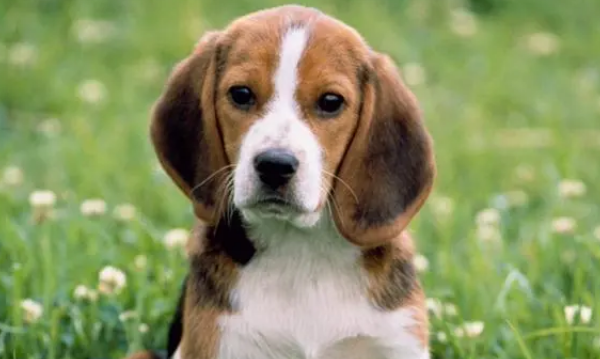 狗狗身上蜱虫直接拔掉会怎样？正确的处理方法在这里！