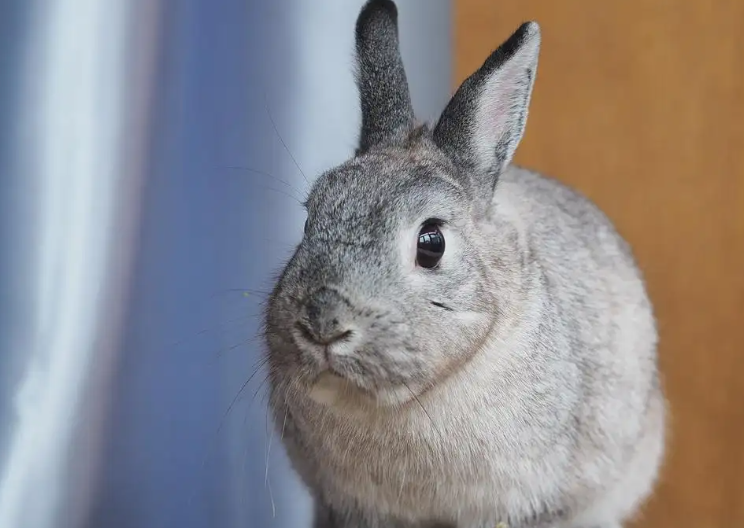 金吉拉兔掉毛吗？来看看吧