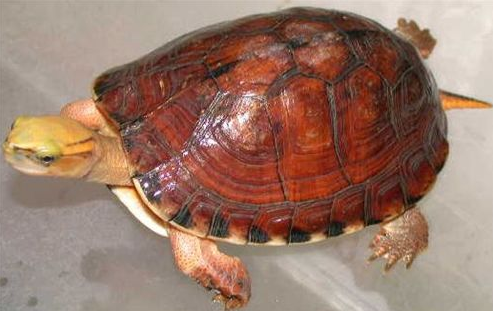 百色闭壳龟怎么养？收下这份指南吧！