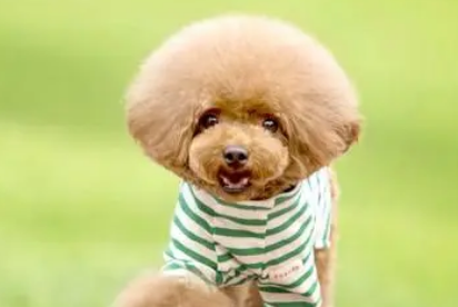 科学养宠之狗打完狂犬疫苗洗澡了怎么办？