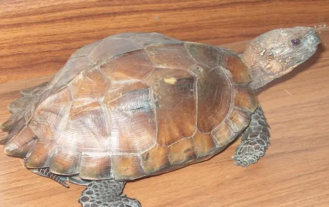 八角龟病了怎么办？饲主要来看看