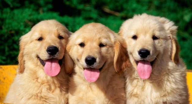 狗狗吃完体内驱虫药会有哪些反应? 狗狗吃完体内驱虫药会有哪些反应?