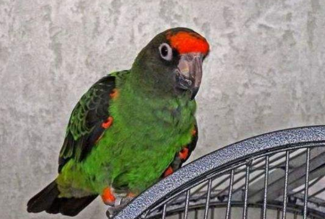 贾丁氏鹦鹉是国家几级保护动物，我来告诉你！