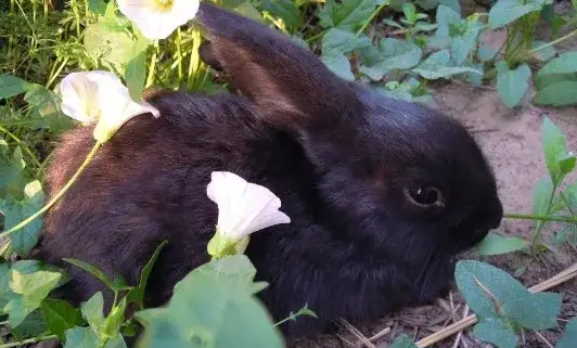 好奇中华黑兔好不好养？掌握好方法就很简单