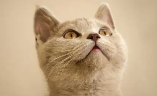 猫流产什么症状？收藏好这篇文章，关键时刻有大用