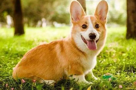 狗狗打了疫苗能出门吗？需要注意什么呢？