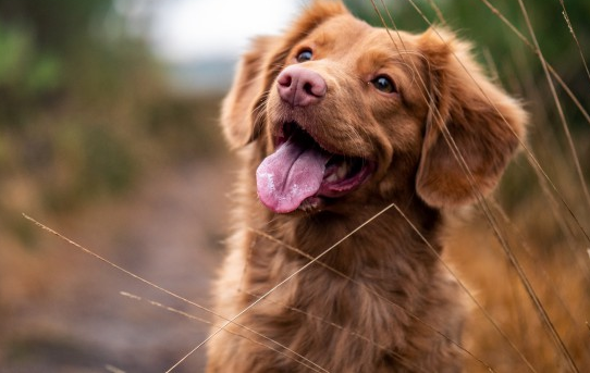 狗狗认家中哪个是主人？看完你就晓得了