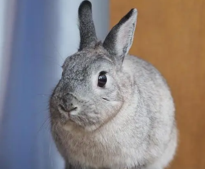 金吉拉兔怕冷吗?养的人看过来 金吉拉兔怕冷吗?养的人看过来