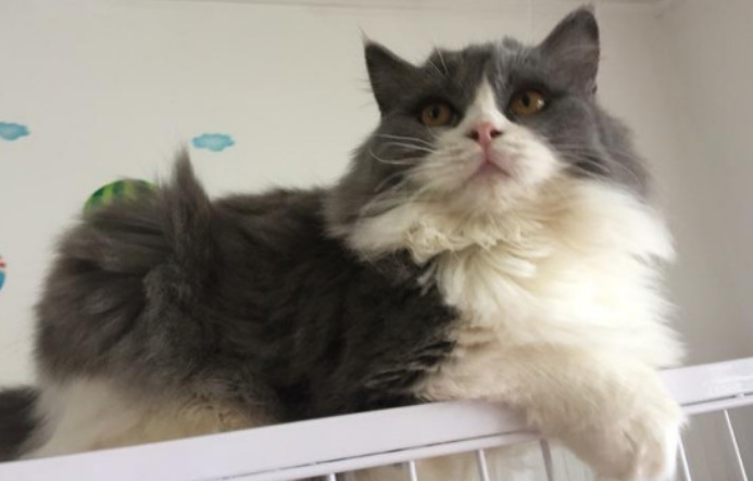 蓝白高地是什么品种的猫咪，没听说过的快来看看吧~