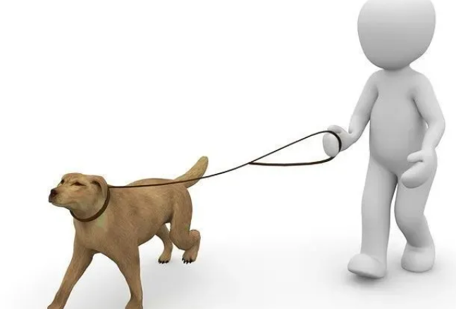 狗狗不喜欢穿胸背带,2个小技巧让它乖乖穿上 狗狗不喜欢穿胸背带,2个小技巧让它乖乖穿上