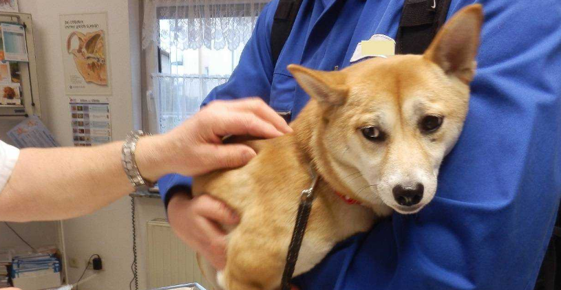 狗打狂犬疫苗注意什么？新手必看