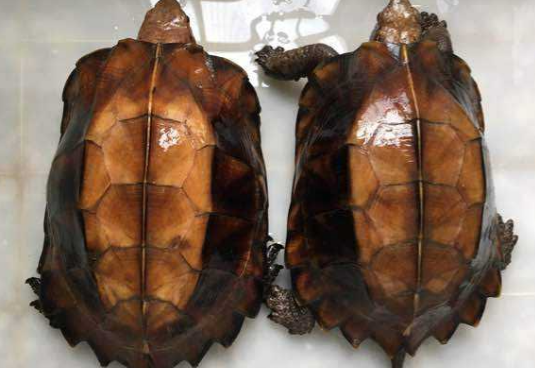 锯缘龟拉稀不用担心，这里有办法！