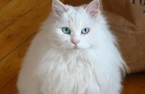 狮子猫幼猫和普通白猫区别？速来看！