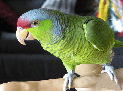 超实用的紫冠亚马逊鹦鹉喂养技巧,还不快快收藏起来! 超实用的紫冠亚马逊鹦鹉喂养技巧,还不快快收藏起来!