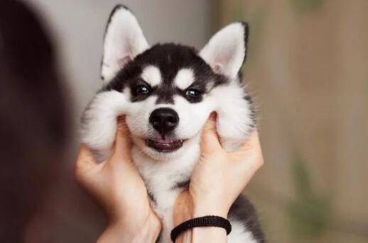 喜爱体型大的狗狗?现在就看过来吧~ 喜爱体型大的狗狗?现在就看过来吧~