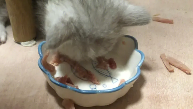 幼猫最容易死的原因是什么？一般是这几点