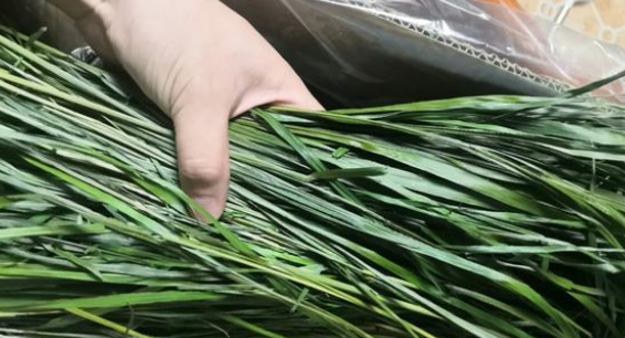 兔子吃什么？这些食材很常见，收藏后可自制兔粮啦