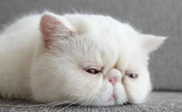 加菲猫掉线什么意思？很多人都不知道