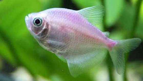 红裙鱼能陪你多久,全看你怎么养! 红裙鱼能陪你多久,全看你怎么养!